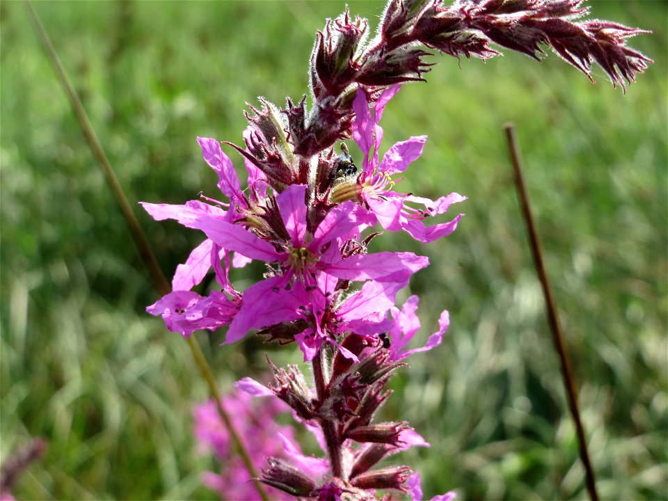 Blutweiderich (Lythrum salicaria) im Naturschutzgebiet Mürmes