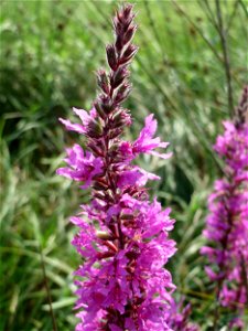 Blutweiderich (Lythrum salicaria) im Naturschutzgebiet Mürmes