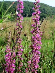 Blutweiderich (Lythrum salicaria) östlich vom Naturschutzgebiet Mürmes
