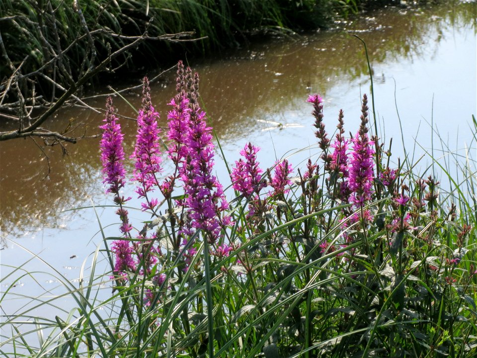 Blutweiderich (Lythrum salicaria) östlich vom Naturschutzgebiet Mürmes