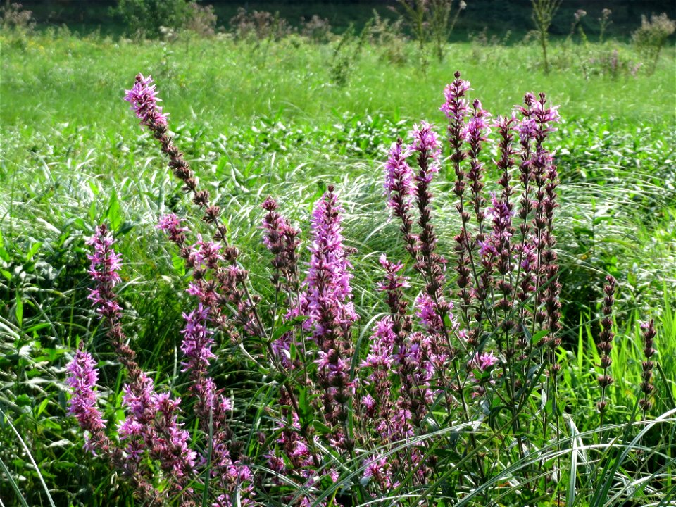 Blutweiderich (Lythrum salicaria) östlich vom Naturschutzgebiet Mürmes