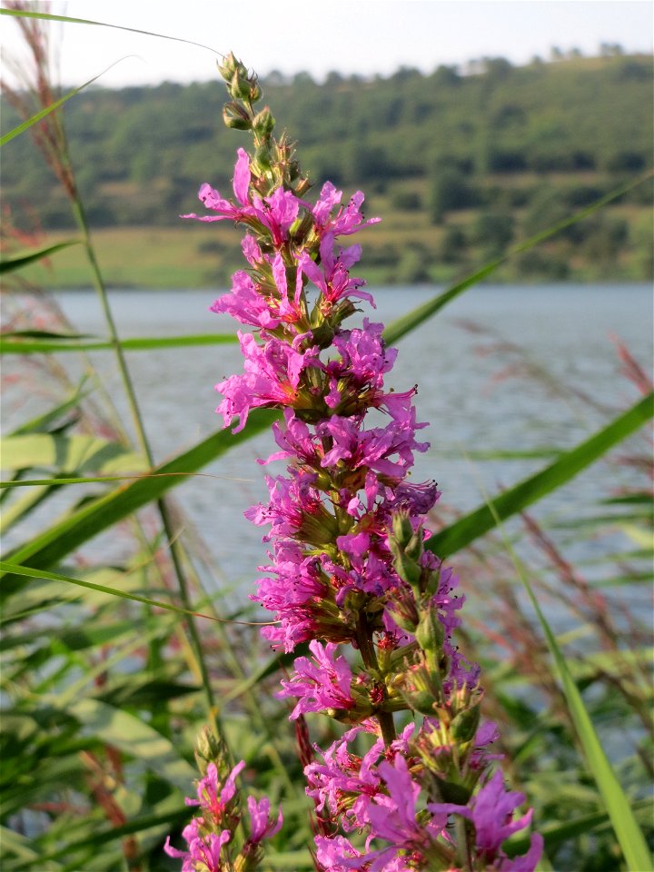 Blutweiderich (Lythrum salicaria) am Schalkenmehrener Maar