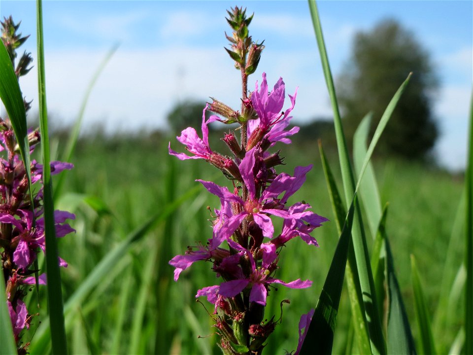 Blutweiderich (Lythrum salicaria) im Naturschutzgebiet Karl-Ludwig-See