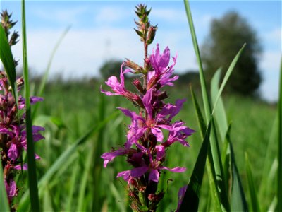 Blutweiderich (Lythrum salicaria) im Naturschutzgebiet Karl-Ludwig-See
