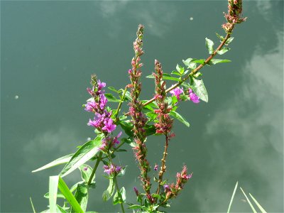 Blutweiderich (Lythrum salicaria) an der Saar in Saarbrücken