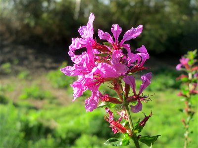 Blutweiderich (Lythrum salicaria) im Hochwasserrückhaltebecken bei Reilingen