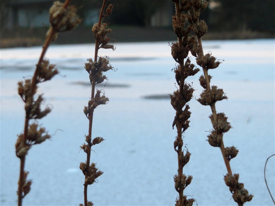 Blutweiderich (Lythrum salicaria) im Ebertpark Hockenheim