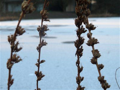 Blutweiderich (Lythrum salicaria) im Ebertpark Hockenheim