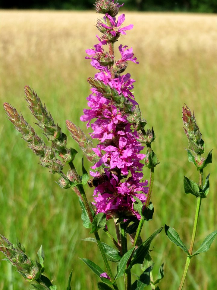 Gewöhnlicher Blutweiderich (Lythrum salicaria) im Naturschutzgebiet Bachwiesen/Leopoldswiesen im Hockenheimer Rheinbogen