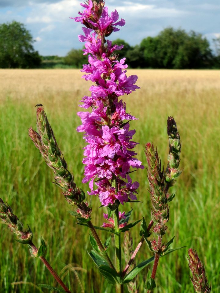 Gewöhnlicher Blutweiderich (Lythrum salicaria) im Naturschutzgebiet Bachwiesen/Leopoldswiesen im Hockenheimer Rheinbogen