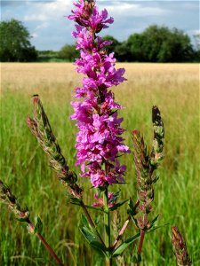 Gewöhnlicher Blutweiderich (Lythrum salicaria) im Naturschutzgebiet Bachwiesen/Leopoldswiesen im Hockenheimer Rheinbogen