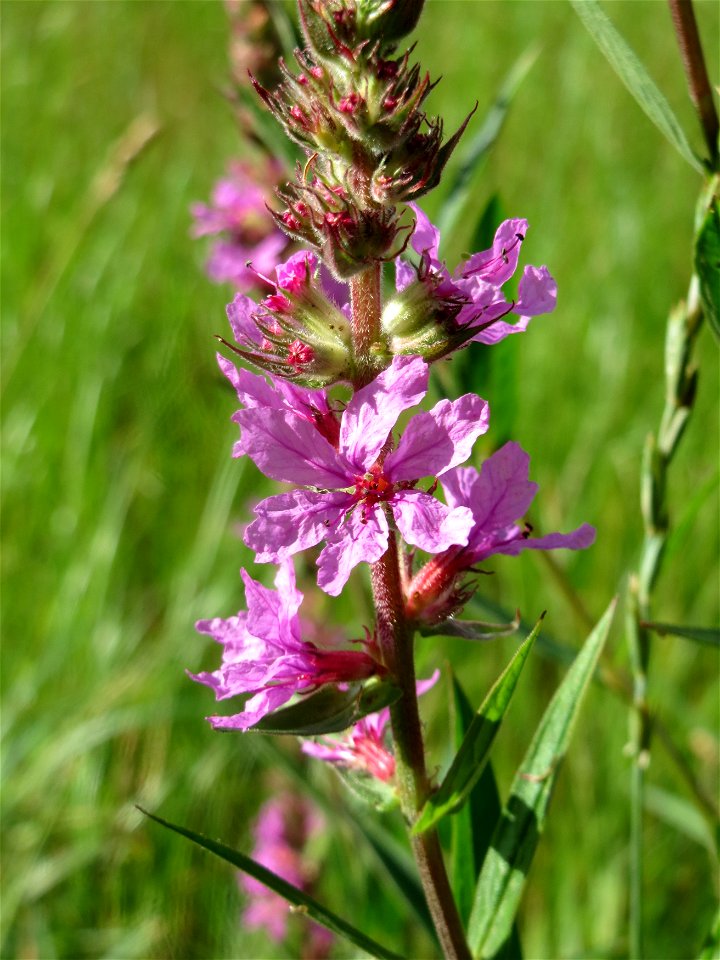 Gewöhnlicher Blutweiderich (Lythrum salicaria) im Naturschutzgebiet Bachwiesen/Leopoldswiesen im Hockenheimer Rheinbogen