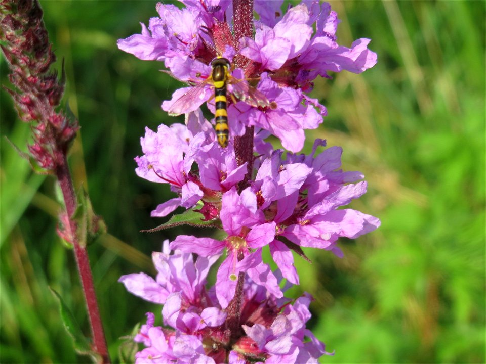 Gewöhnlicher Blutweiderich (Lythrum salicaria) im Landschaftsschutzgebiet Hockenheimer Rheinbogen