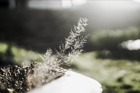 Tree trunk sunlight summer photo