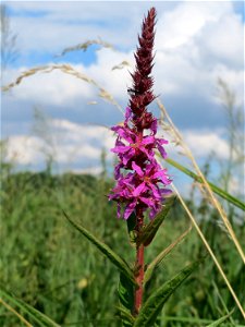 Gewöhnlicher Blutweiderich (Lythrum salicaria) im Landschaftsschutzgebiet Hockenheimer Rheinbogen