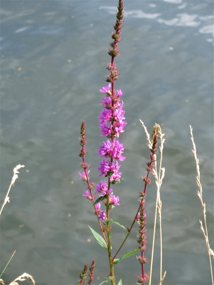Gewöhnlicher Blutweiderich (Lythrum salicaria) an der Saar in Saarbrücken