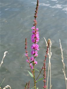 Gewöhnlicher Blutweiderich (Lythrum salicaria) an der Saar in Saarbrücken