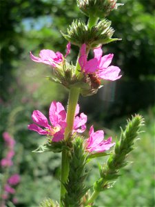 Gewöhnlicher Blutweiderich (Lythrum salicaria) im Landesgartenschaupark Hockenheim