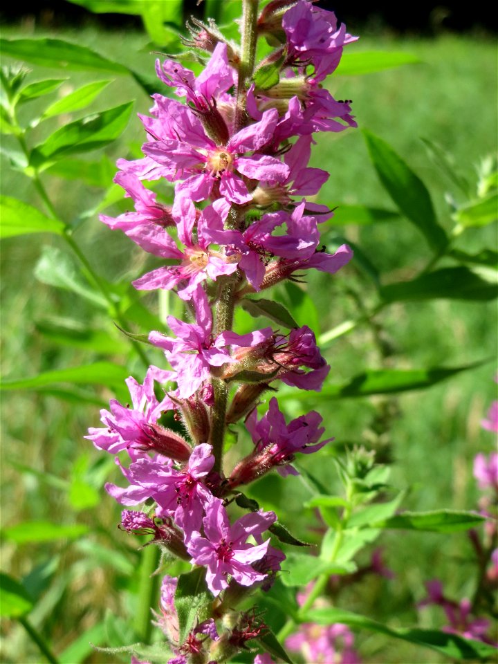 Gewöhnlicher Blutweiderich (Lythrum salicaria) im Landesgartenschaupark Hockenheim