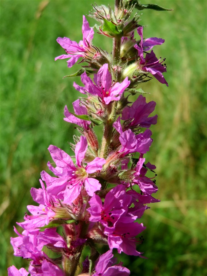 Gewöhnlicher Blutweiderich (Lythrum salicaria) im Landesgartenschaupark Hockenheim