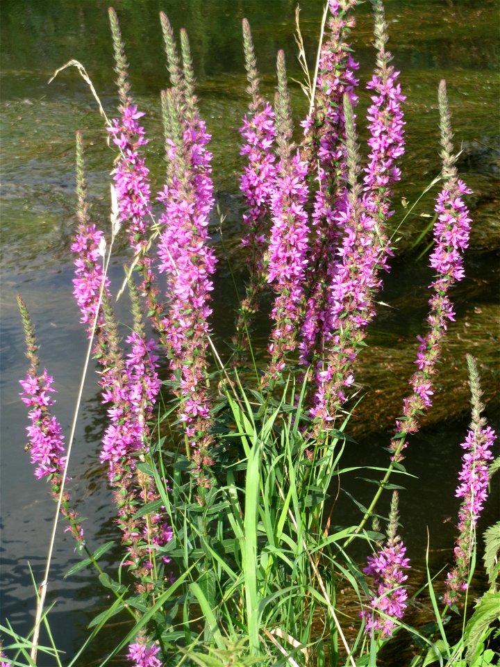 Gewöhnlicher Blutweiderich (Lythrum salicaria) am Kraichbach in Hockenheim
