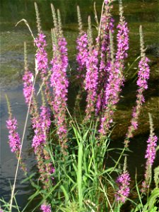 Gewöhnlicher Blutweiderich (Lythrum salicaria) am Kraichbach in Hockenheim
