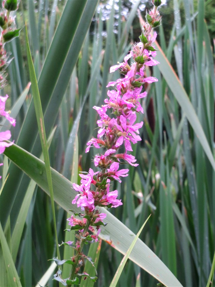 Gewöhnlicher Blutweiderich (Lythrum salicaria) am Tabaksweiher in Sankt Arnual