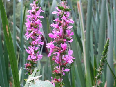 Gewöhnlicher Blutweiderich (Lythrum salicaria) am Tabaksweiher in Sankt Arnual