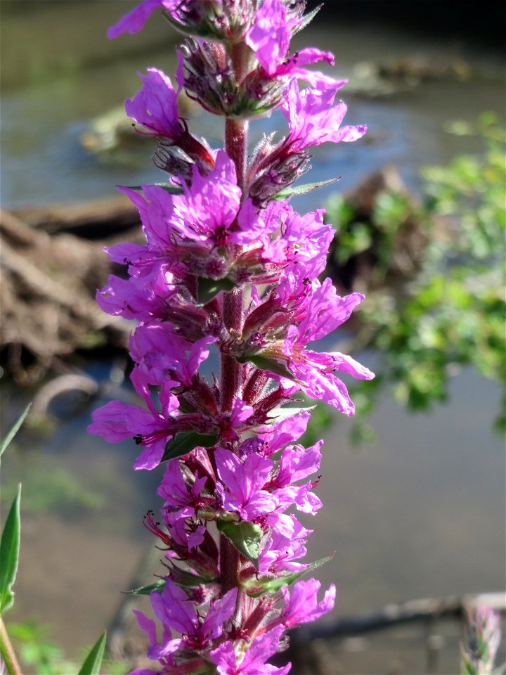 Blutweiderich (Lythrum salicaria) am Kraichbach in Hockenheim