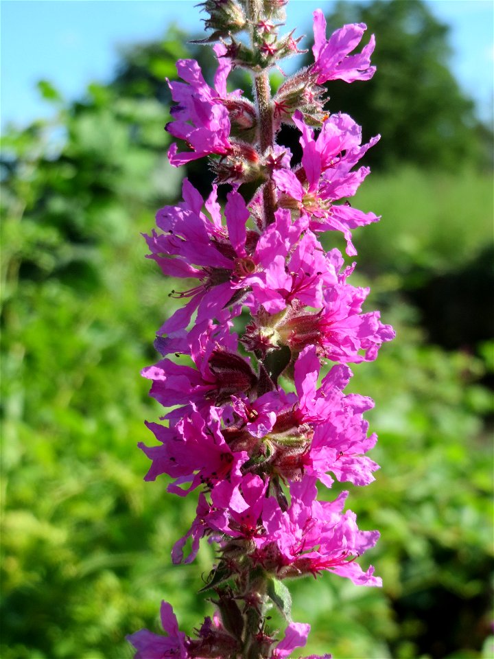 Blutweiderich (Lythrum salicaria) am Kraichbach in Hockenheim
