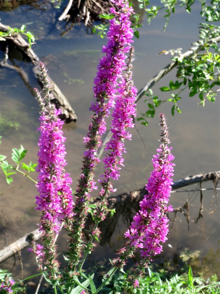 Gewöhnlicher Blutweiderich (Lythrum salicaria) am Kraichbach in Hockenheim