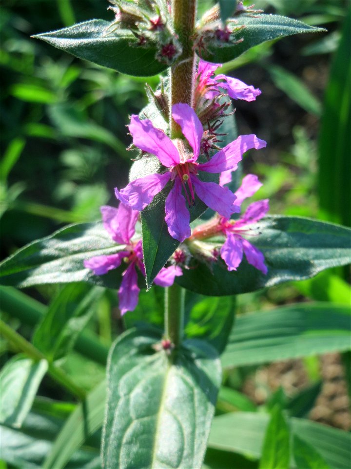 Blutweiderich (Lythrum salicaria) am ehemaligen Kraichbachverlauf bei Hockenheim. Der frühere Kraichbachverlauf zwischen Hockenheim und Reilingen läßt sich noch deutlich an Hecken und Galerie-Wäldern 