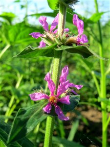 Blutweiderich (Lythrum salicaria) am ehemaligen Kraichbachverlauf bei Hockenheim. Der frühere Kraichbachverlauf zwischen Hockenheim und Reilingen läßt sich noch deutlich an Hecken und Galerie-Wäldern 