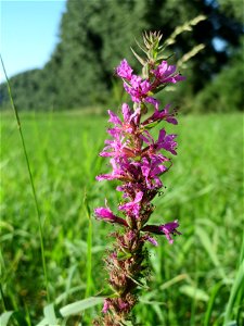 Gewöhnlicher Blutweiderich (Lythrum salicaria) bei Reilingen