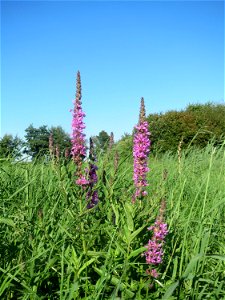 Gewöhnlicher Blutweiderich (Lythrum salicaria) bei Reilingen