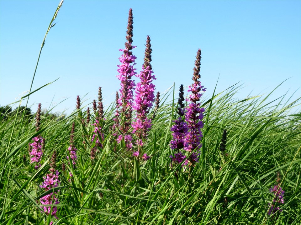 Gewöhnlicher Blutweiderich (Lythrum salicaria) bei Reilingen