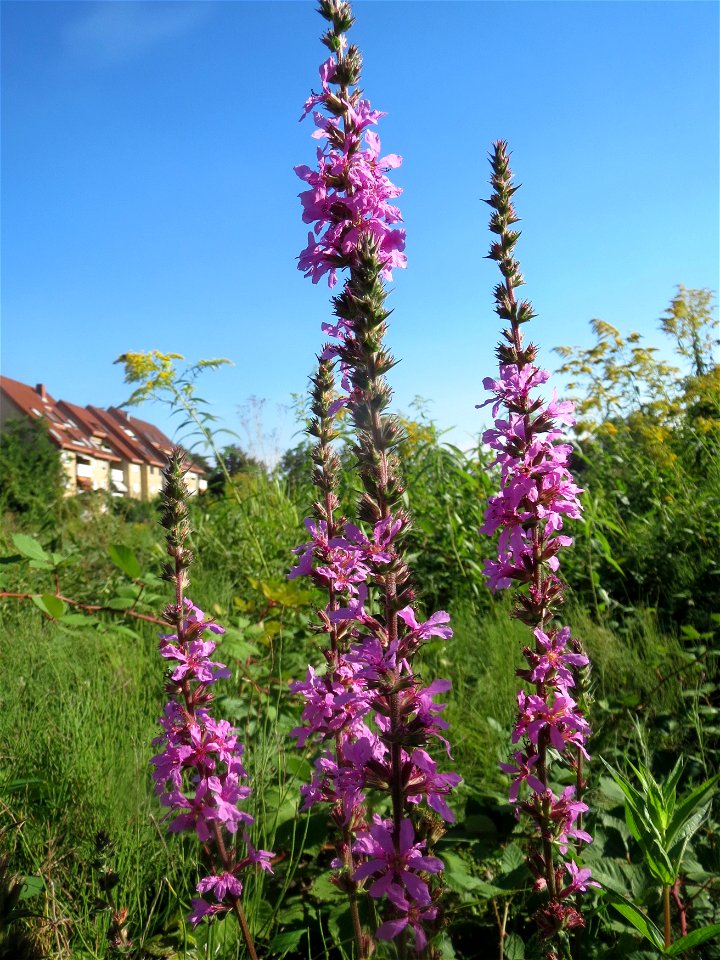 Gewöhnlicher Blutweiderich (Lythrum salicaria) in einem aufgelassenem Schrebergarten in Hockenheim. Nachdem die Schrebergärten am Kraichbach im Februar/März 2016 einplaniert wurden, hat sich zunächst 