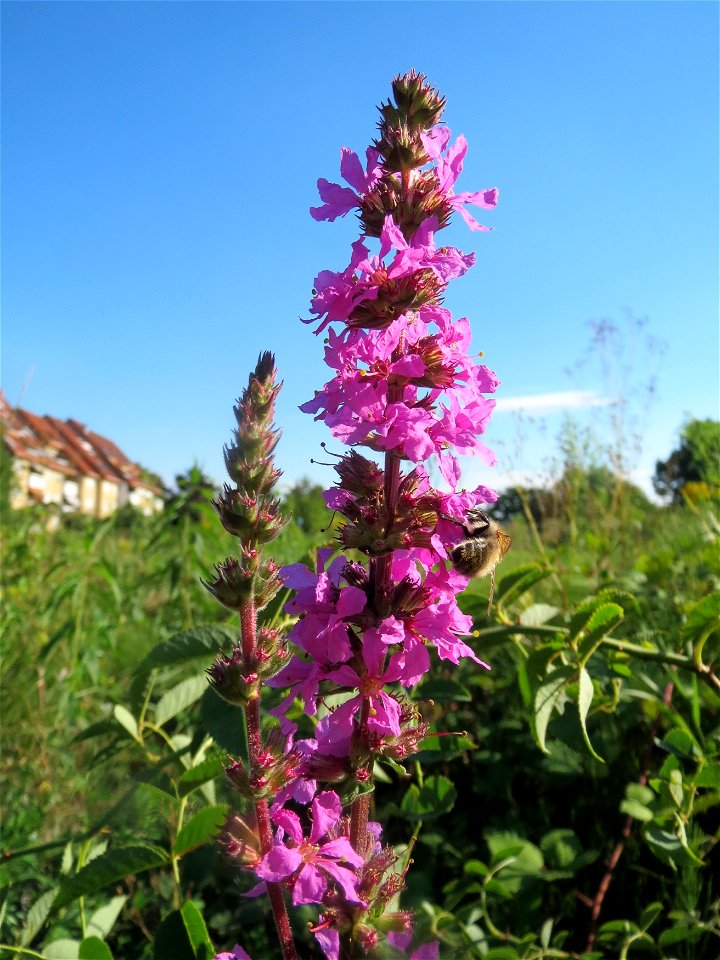 Blutweiderich (Lythrum salicaria) in einem aufgelassenem Schrebergarten in Hockenheim. Nachdem die Schrebergärten am Kraichbach im Februar/März 2016 einplaniert wurden, hat sich zunächst wieder eine u