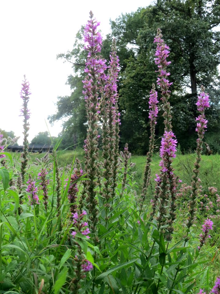 Gewöhnlicher Blutweiderich (Lythrum salicaria) in der Schwetzinger Hardt