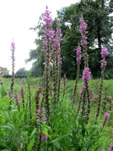 Gewöhnlicher Blutweiderich (Lythrum salicaria) in der Schwetzinger Hardt