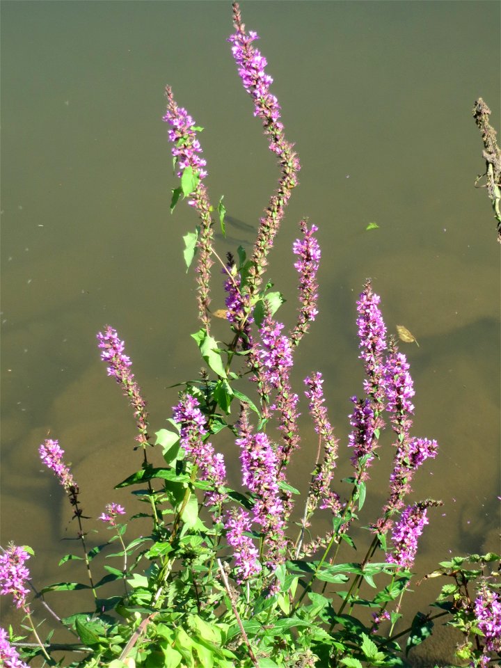 Gewöhnlicher Blutweiderich (Lythrum salicaria) an der Saar in Saarbrücken