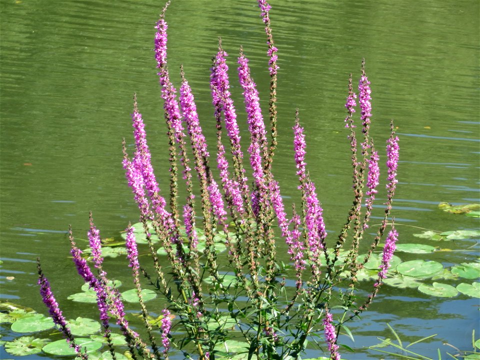 Gewöhnlicher Blutweiderich (Lythrum salicaria) an der Saar in Saarbrücken