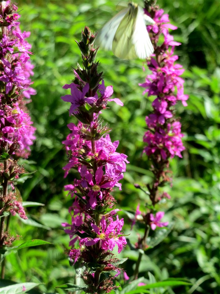 Gewöhnlicher Blutweiderich (Lythrum salicaria) im Naturschutzgebiet "St. Arnualer Wiesen"