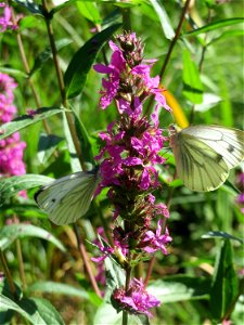 Gewöhnlicher Blutweiderich (Lythrum salicaria) im Naturschutzgebiet "St. Arnualer Wiesen"
