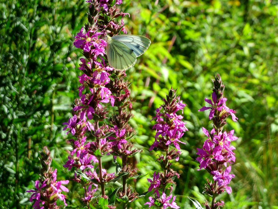 Gewöhnlicher Blutweiderich (Lythrum salicaria) im Naturschutzgebiet "St. Arnualer Wiesen"