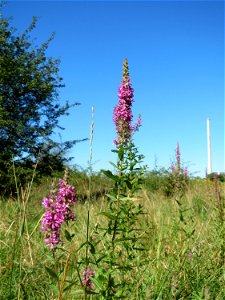 Gewöhnlicher Blutweiderich (Lythrum salicaria) im Naturschutzgebiet "St. Arnualer Wiesen" photo