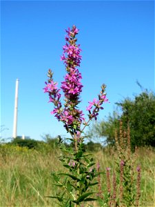 Gewöhnlicher Blutweiderich (Lythrum salicaria) im Naturschutzgebiet "St. Arnualer Wiesen"