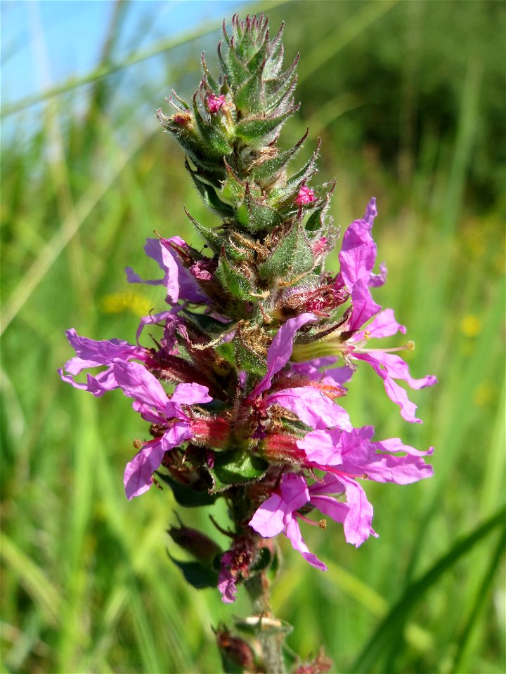 Gewöhnlicher Blutweiderich (Lythrum salicaria) im Hockenheimer Rheinbogen