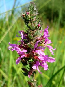 Gewöhnlicher Blutweiderich (Lythrum salicaria) im Hockenheimer Rheinbogen