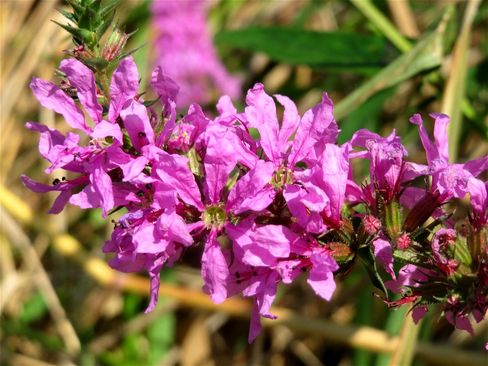 Gewöhnlicher Blutweiderich (Lythrum salicaria) im Hockenheimer Rheinbogen